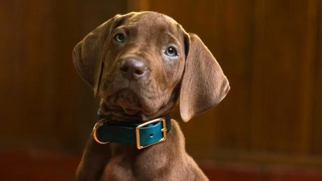 Scooby-Doo: Origins
