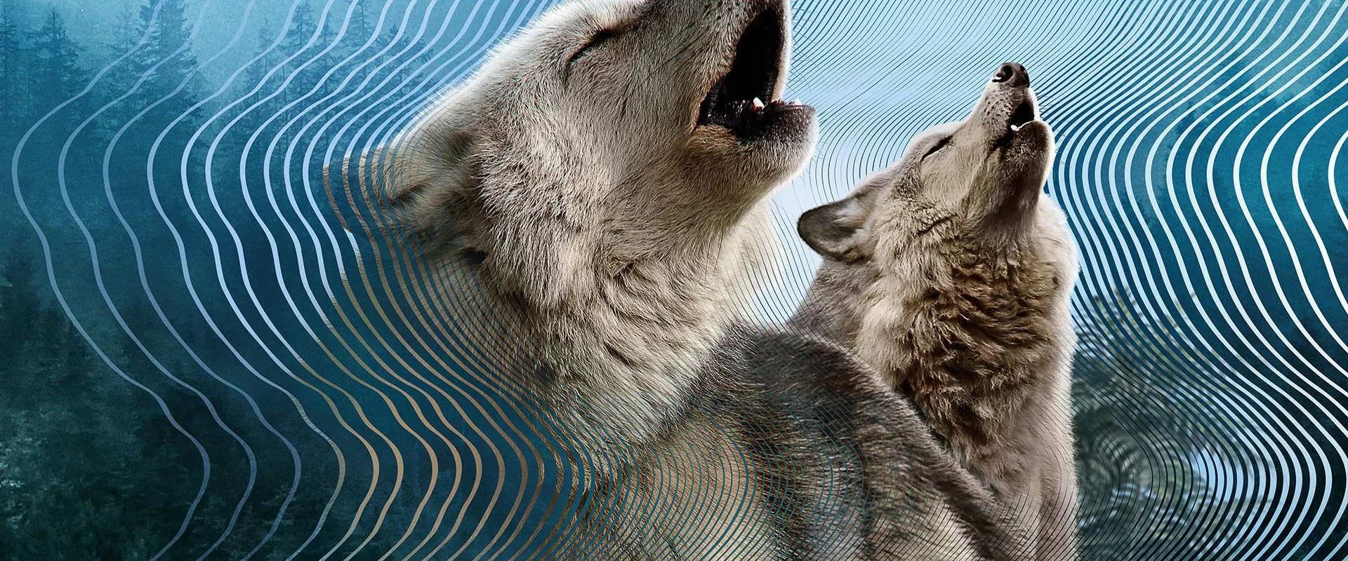 Secret World of Sound