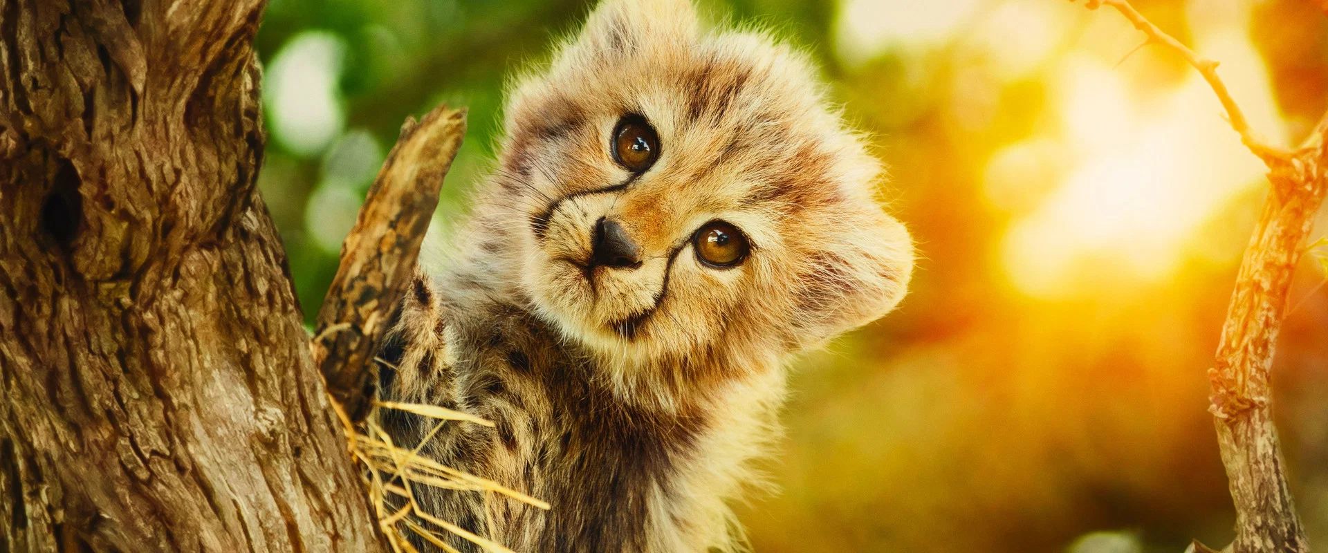 Salvajes por naturaleza