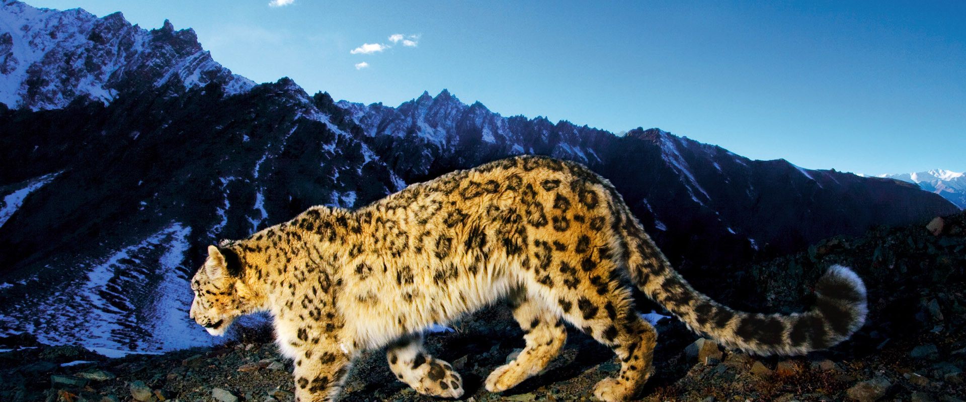 National Geographic Explorer