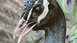Fotograma del episodio 6: Episodio 6
