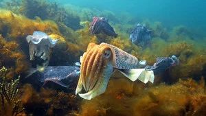 Fotograma del episodio 3: Episodio 3
