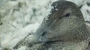 Fotograma del episodio 14: Episodio 14