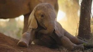 Fotograma del episodio 2: La cría de elefante