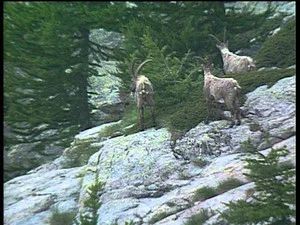 Fotograma del episodio 109: Episodio 109