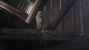Fotograma del episodio 1: El búho