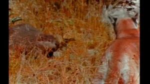 Fotograma del episodio 10: Episodio 10
