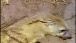 Fotograma del episodio 9: Episodio 9