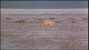 Fotograma del episodio 3: Episodio 3