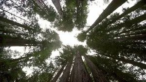 Fotograma del episodio 10: Bosques