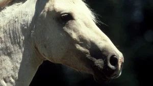 Fotograma del episodio 9: Episodio 9