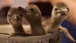 Fotograma del episodio 3: El polluelo de pingüino