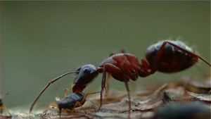 Fotograma del episodio 17: Episodio 17