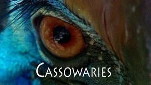 Fotograma del episodio 13: Episodio 13