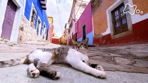 Fotograma del episodio 103: Episodio 103