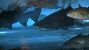 Fotograma del episodio 2: Tiburón