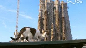 Fotograma del episodio 83: Episodio 83