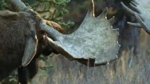 Fotograma del episodio 12: Episodio 12