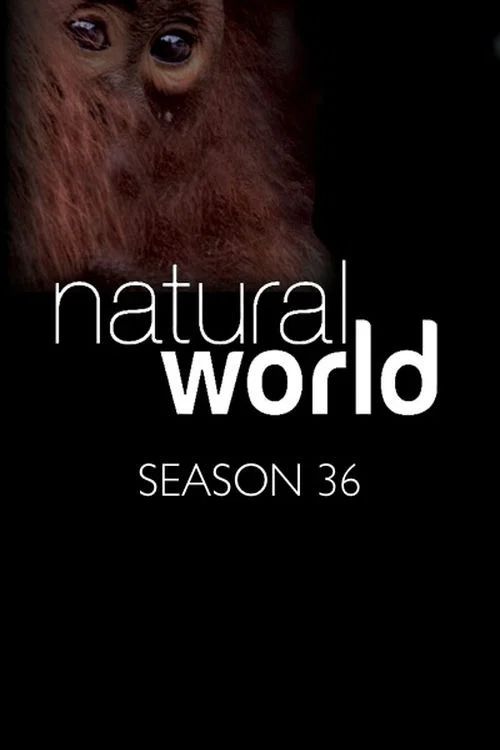 Natural World: Temporada 36