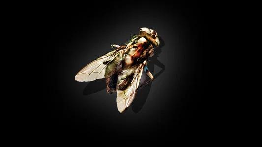 Foto de La mosca