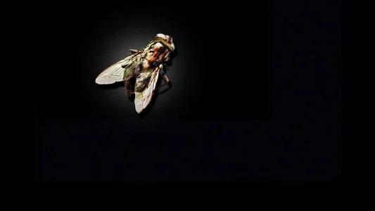 Foto de La mosca