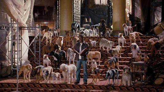 Foto de Hotel para Perros