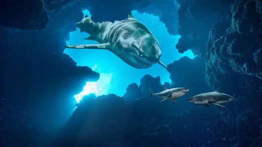 Foto de Shark Week 30 Años
