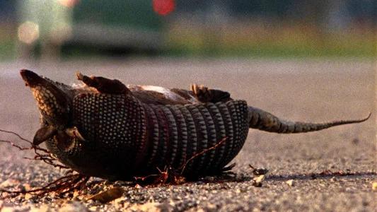 Foto de La masacre de Texas
