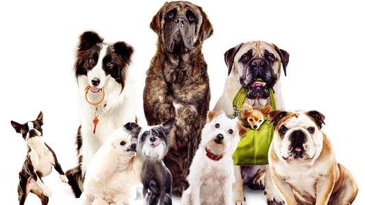 Foto de Hotel para Perros