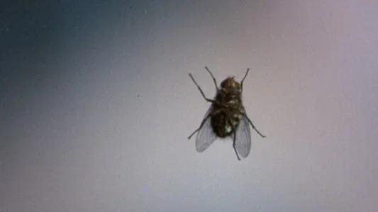 Foto de La mosca