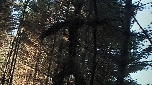 Foto de El proyecto de la bruja de Blair