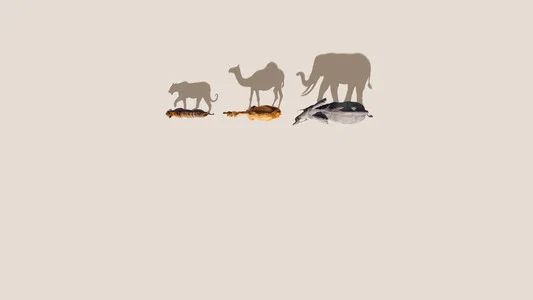 Foto de Mammals