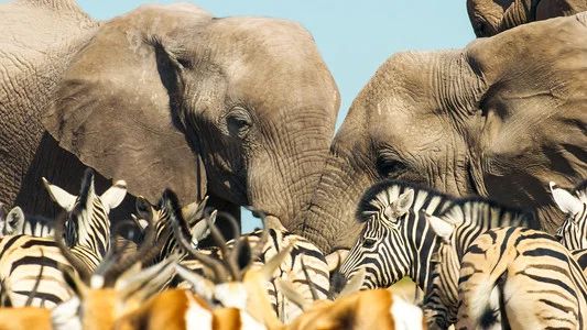 Foto de Mammals
