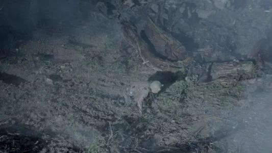 Foto de Winnie Pooh: Miel y Sangre 2