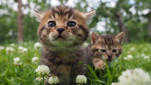 Foto de 岩合光昭の世界ネコ歩き