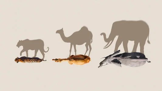 Foto de Mammals