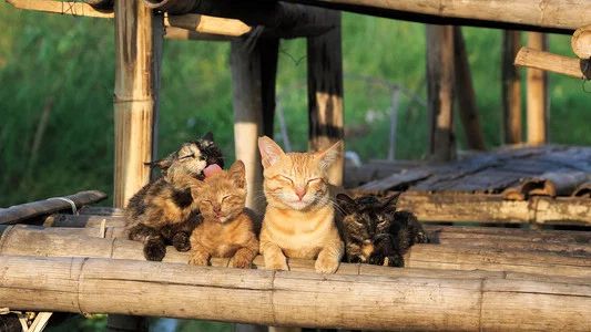 Foto de 岩合光昭の世界ネコ歩き