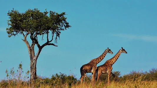 Foto de Natural World