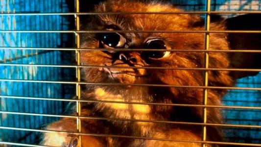Foto de Gremlins