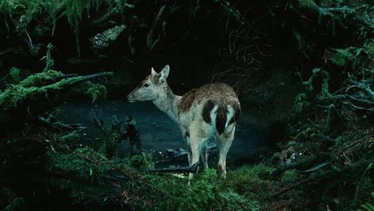 Foto de Crepúsculo