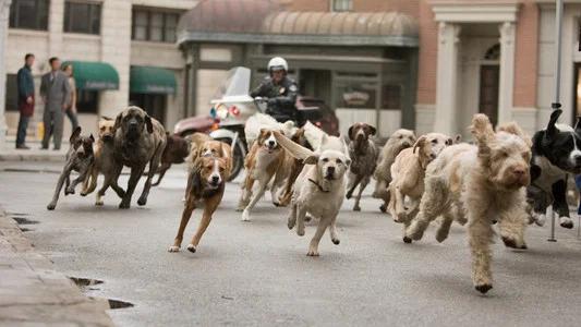 Foto de Hotel para Perros
