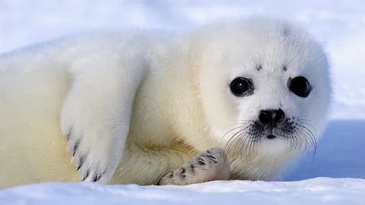 Foto de Mammals