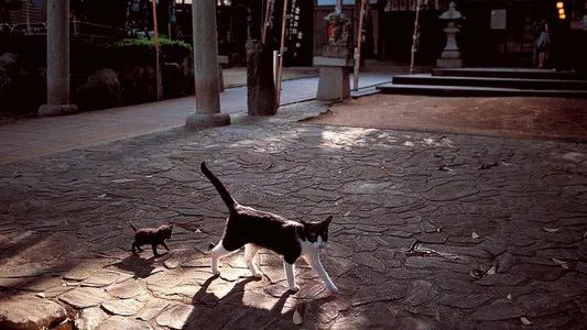 Foto de 岩合光昭の世界ネコ歩き
