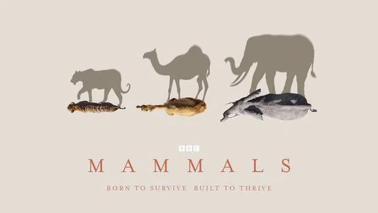 Foto de Mammals