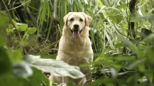 Foto de Lost