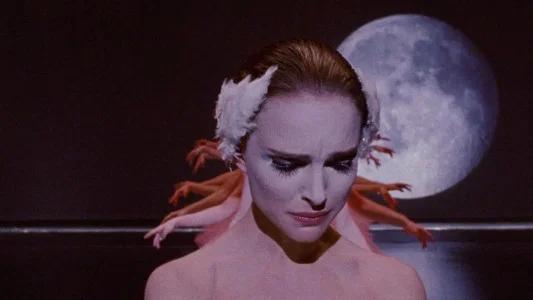 Foto de El cisne negro