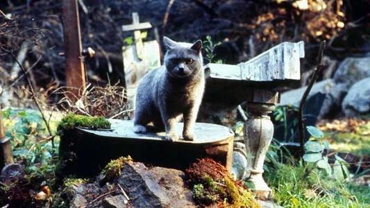 Foto de Cementerio de mascotas