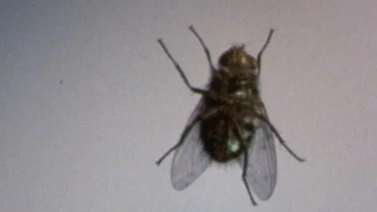 Foto de La mosca