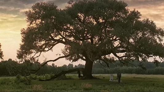 Foto de Forrest Gump
