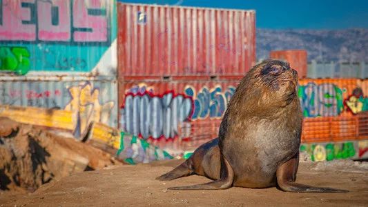 Foto de Mammals